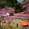 かみかわ桜の山　桜華園