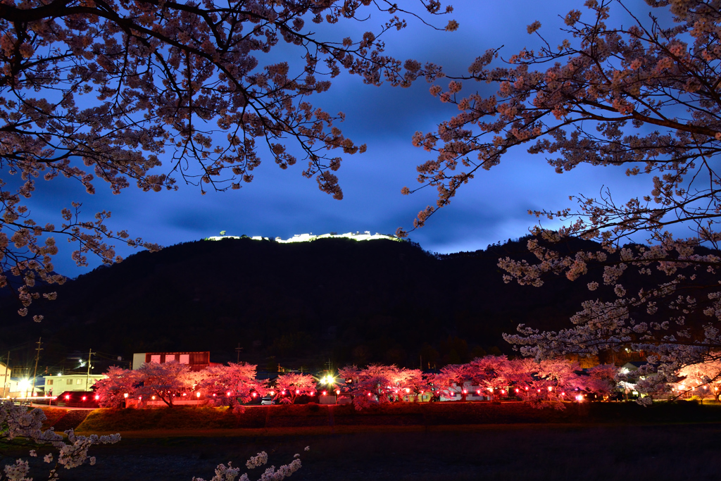 竹田城跡　ライトアップと桜