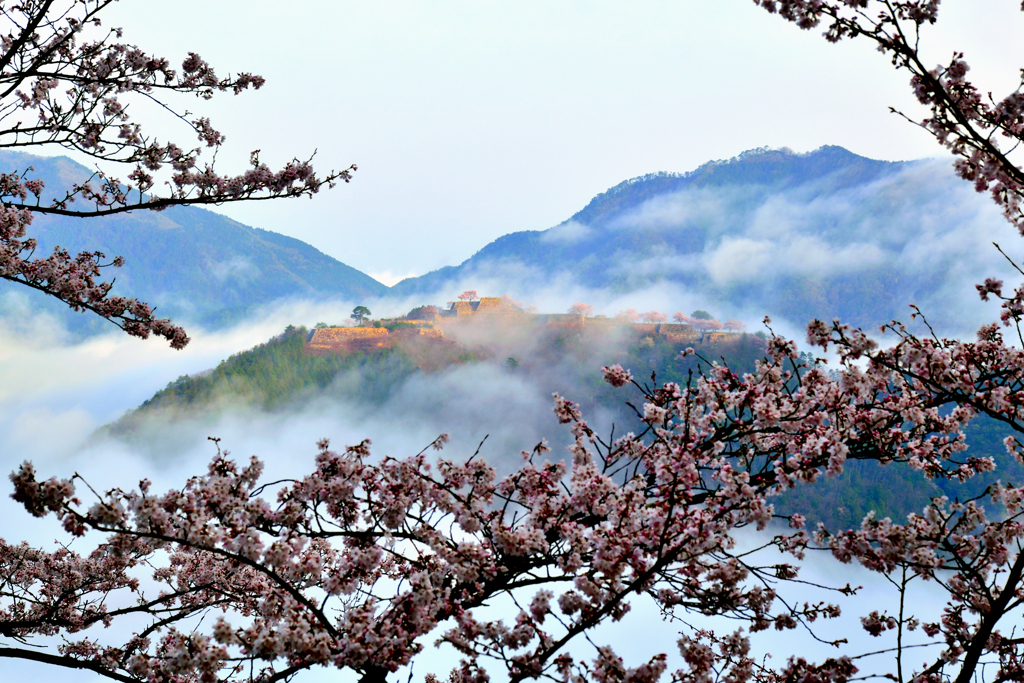 竹田城跡 雲海と桜 By Papi10 Id 写真共有サイト Photohito