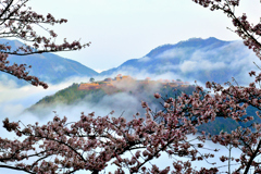 竹田城跡　雲海と桜