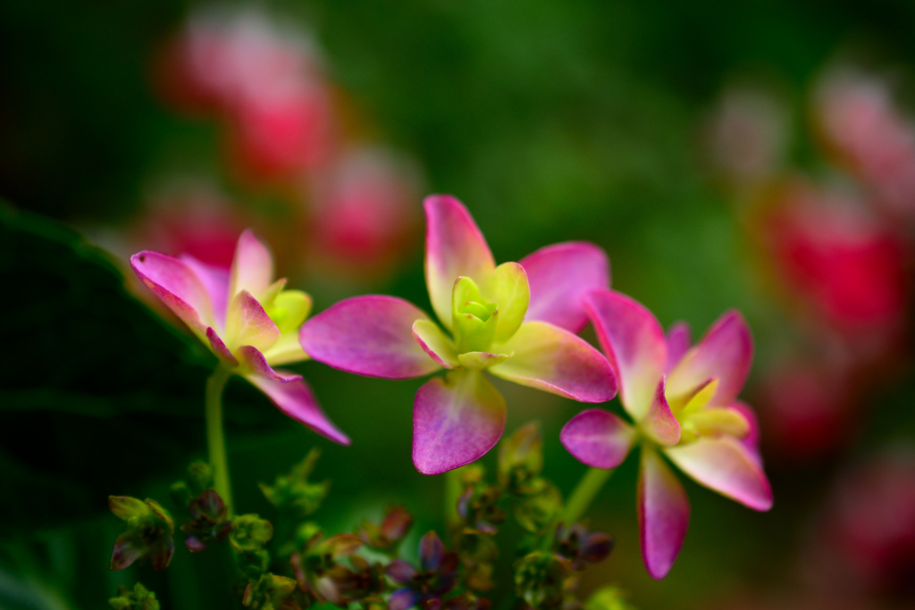 紫陽花　試し撮り