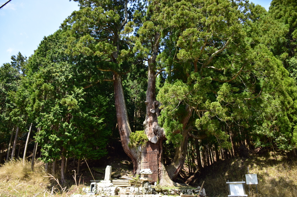 大将軍杉－１