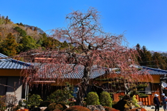 枝垂れ紅梅