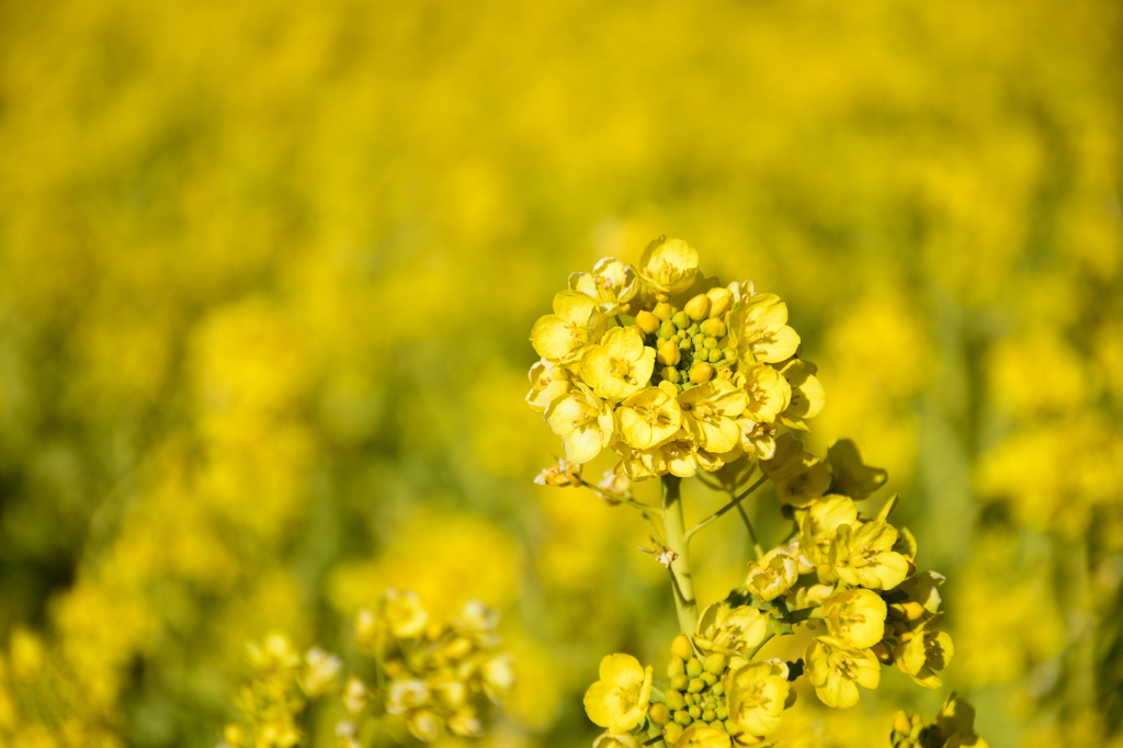 菜の花