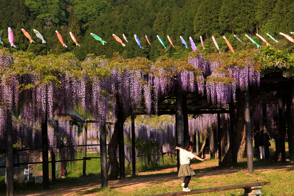 大町藤公園　こいのぼり