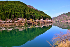 銀山湖　桜