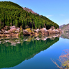 銀山湖　桜
