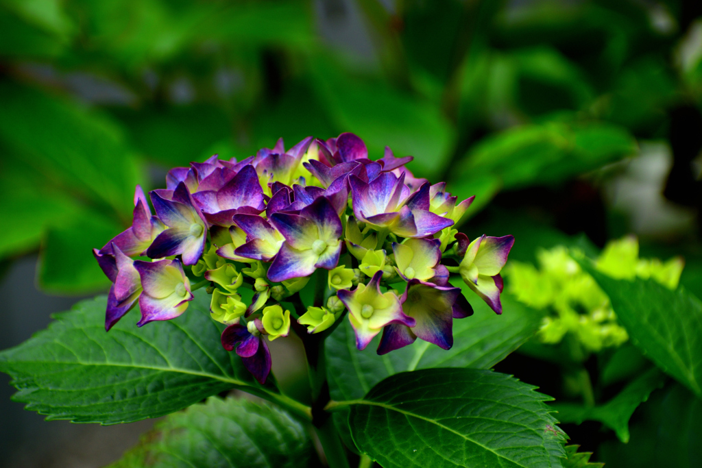 我が家の紫陽花