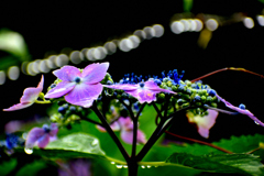 紫陽花　雨にぬれて