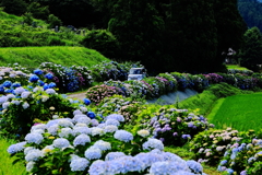 紫陽花の小径