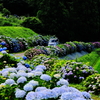 紫陽花の小径