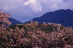 竹田城跡　雲海もいいけど桜もまた・・・