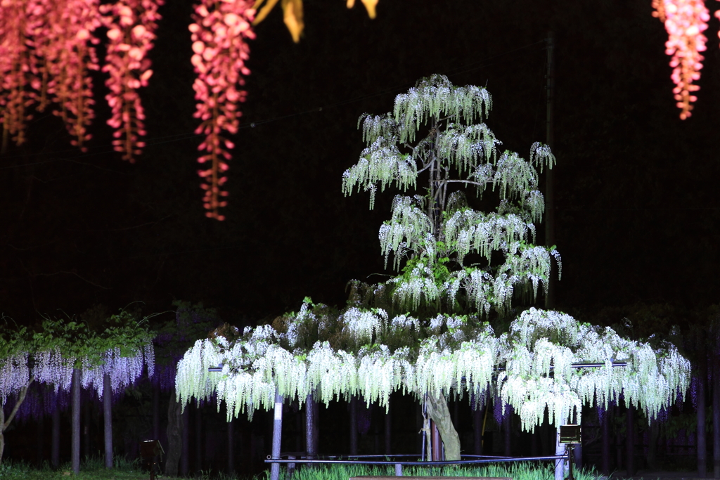 大町藤公園　白藤ライトアップ