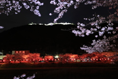 竹田城跡　ライトアップと桜-3