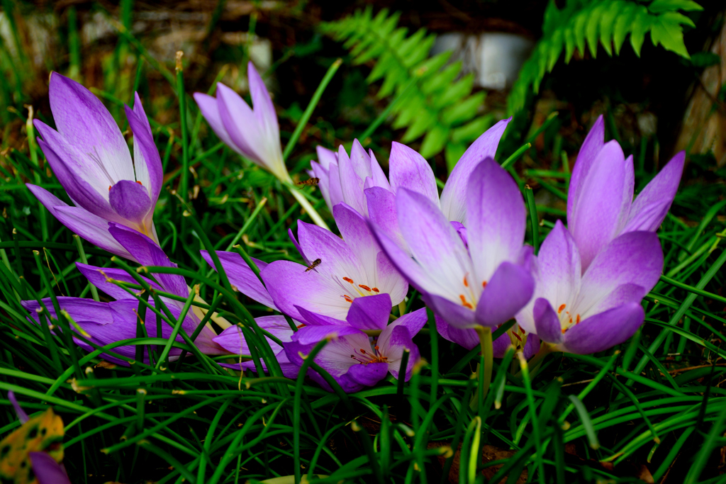 コルチカム　　和名イヌサフラン