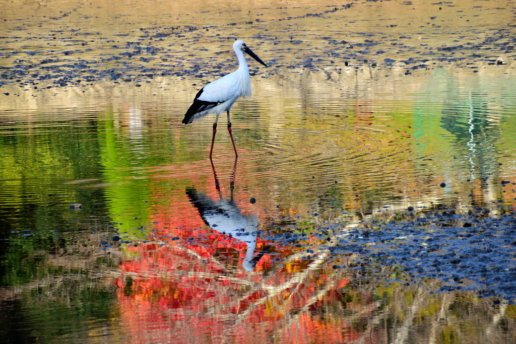 コウノトリと紅葉