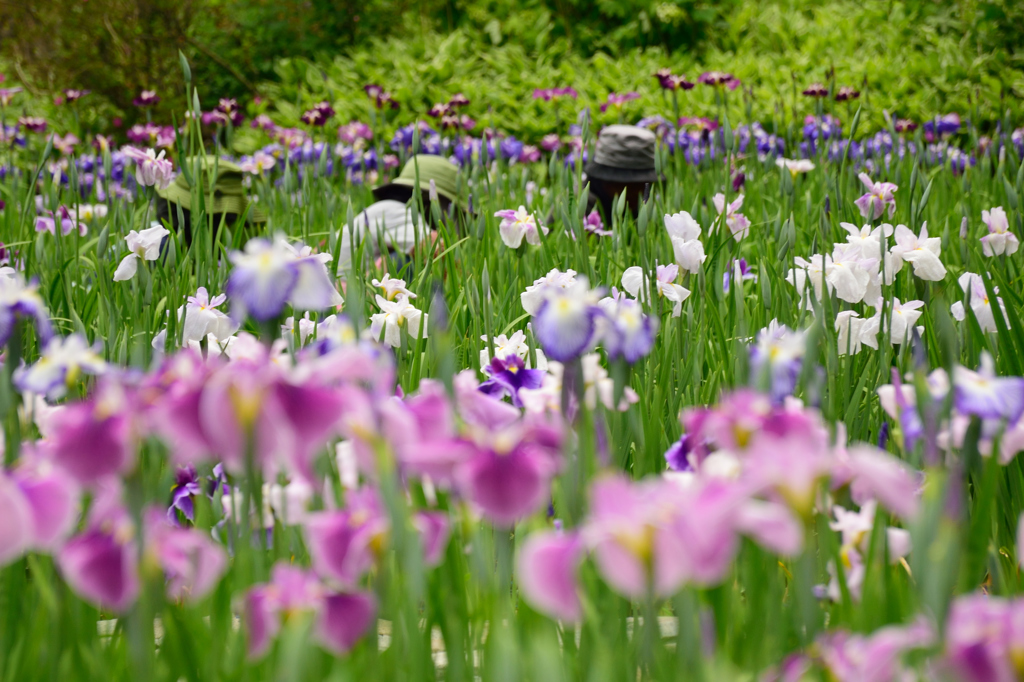 山崎花菖蒲園-3