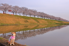 おおべ逆さ桜