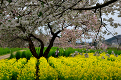 朝来四季彩の丘 花畑