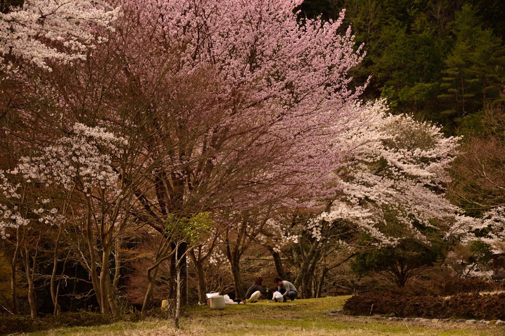 桜の木の下で