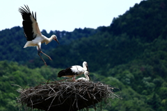 コウノトリ　巣立ち間近