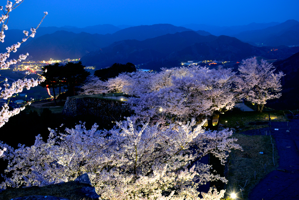 竹田城跡　桜ライトアップ