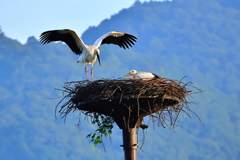 コウノトリ　巣立ち間近