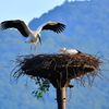 コウノトリ　巣立ち間近