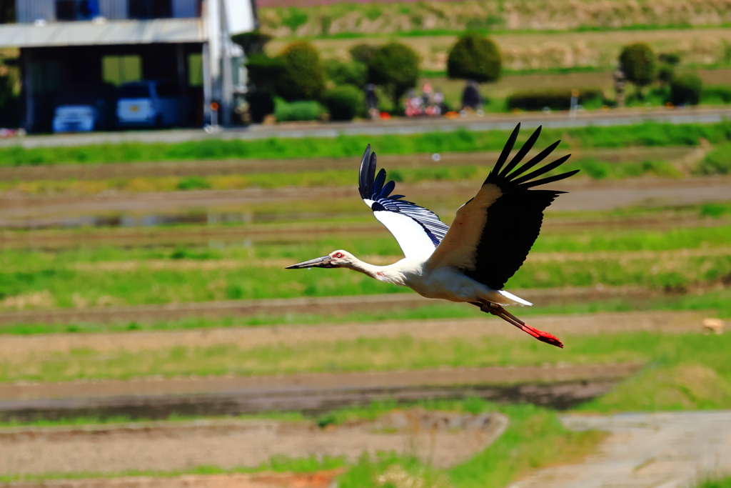 コウノトリ　飛翔