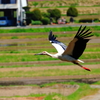 コウノトリ　飛翔