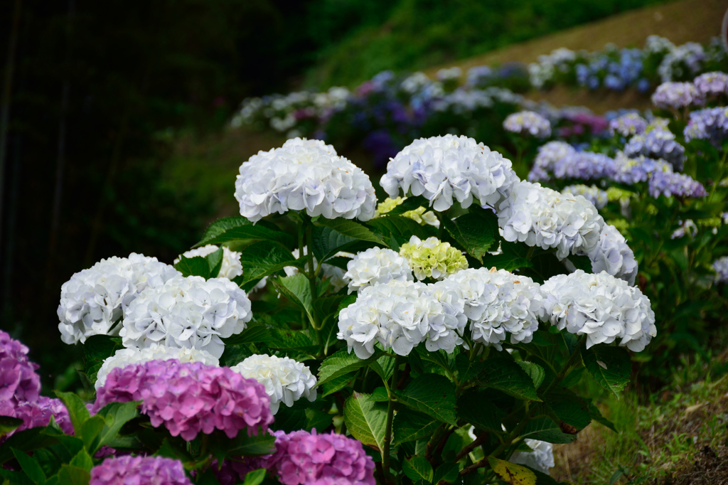 紫陽花－２