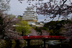 姫路城 桜