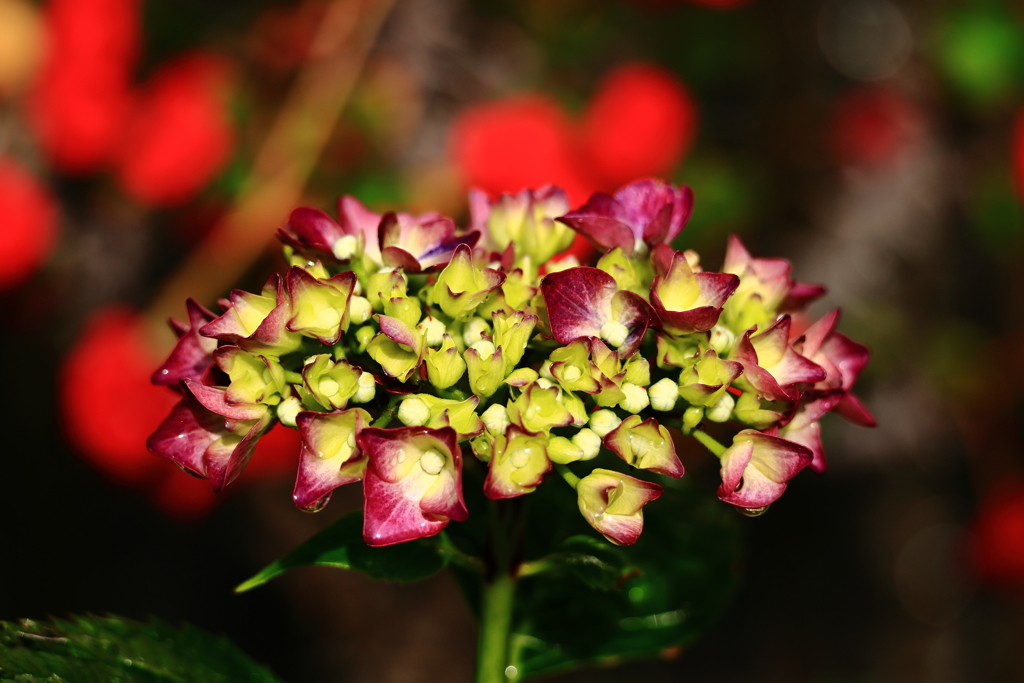 我が家の紫陽花