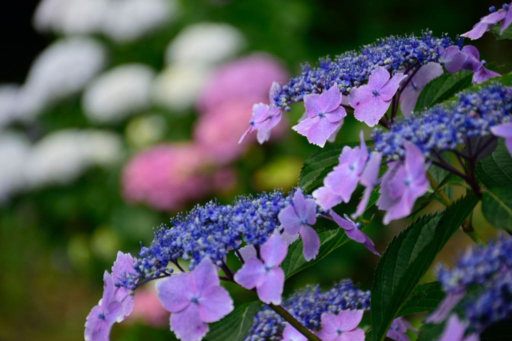 紫陽花－３