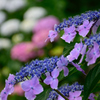 紫陽花－３