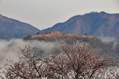 竹田城跡　桜雲海