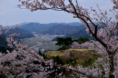 竹田城跡　桜