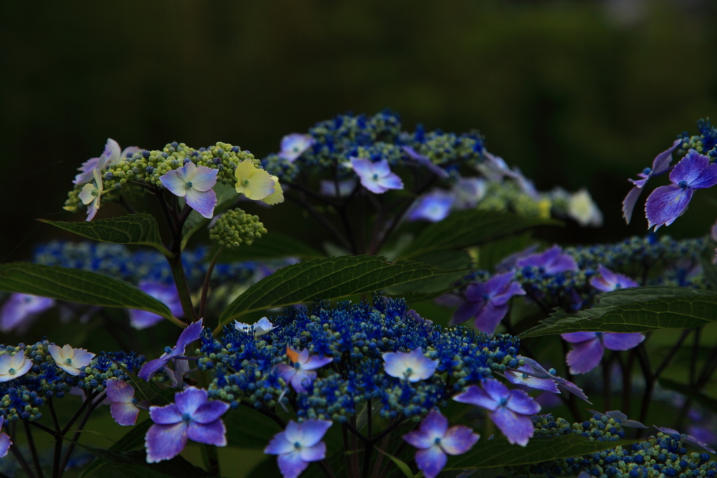 紫陽花