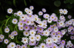 小花とシジミチョウ
