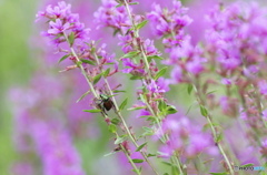 綺麗な花には虫が付く～その２