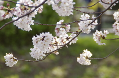 しとやかに咲く