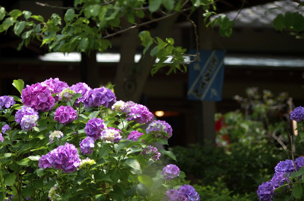 紫陽花越しの気になる茶屋