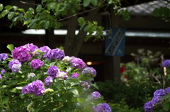 紫陽花越しの気になる茶屋