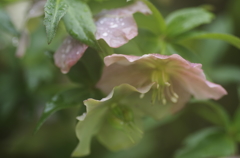 雨にぬれて