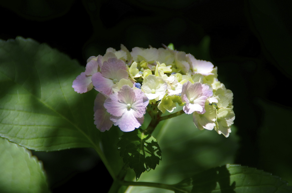 日陰の紫陽花