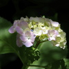 日陰の紫陽花