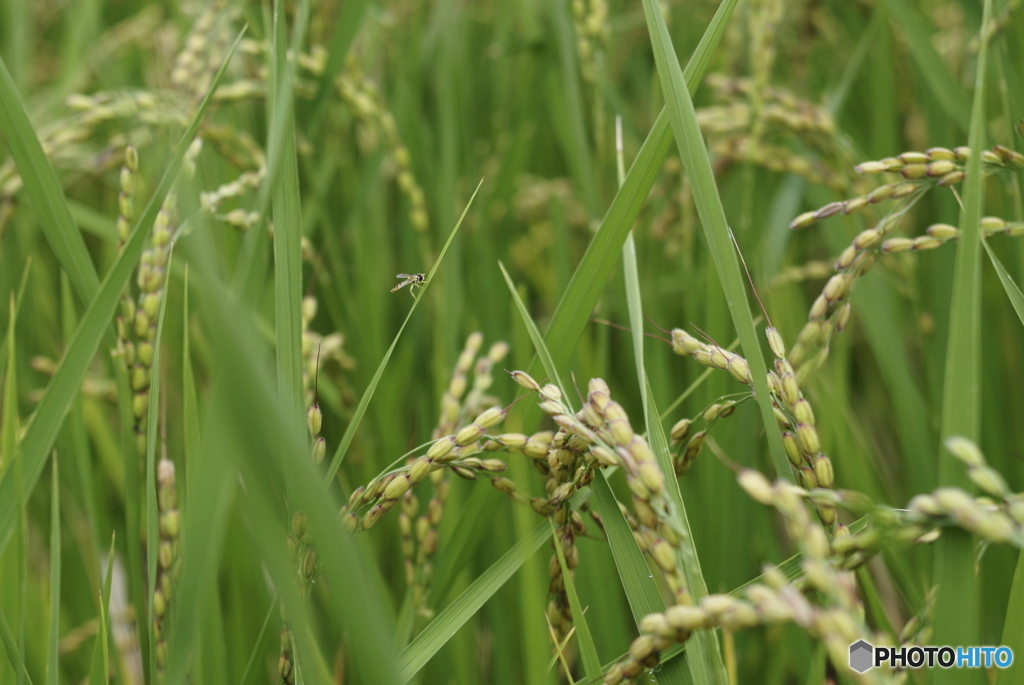 実りの秋～稲穂・・・おまけに小さな虫