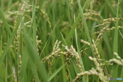実りの秋～稲穂・・・おまけに小さな虫