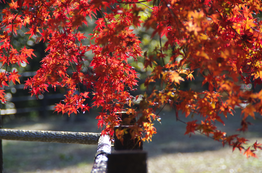 紅葉のれん