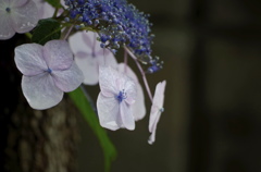 雨上がりの朝に。